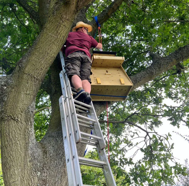 A person on ladders fits a large owl box up a tree.